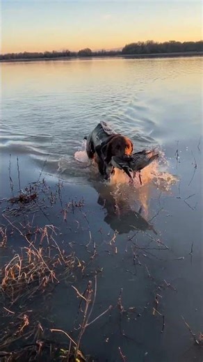 The BEST RETRIEVERS are a little CRAZY! #labradorretriever #duckhunting