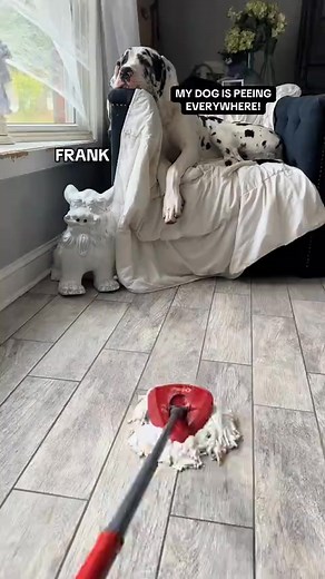 1.8K views · 22 reactions | TheraPet pheromone diffusers are designed to help reduce destructive behaviors naturally. ✅ Easy plug-in diffuser ✅ 4.5+ stars on Trustpilot reviews ✅ 1M+ diffusers sold ✅ 30-day money-back guarantee | TheraPet | Facebook