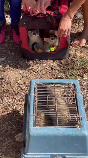 Ringtails are surprisingly very common in West and central Texas! You can consider yourself lucky if you've seen one out in the wild because they are nocturnal creatures and mainly stay outside of the suburbs. Sometimes called ringtail cats, these guys are actually related to raccoons! This was on their release day out in the country. They were released near an old vacant barn that they could use for shelter until they go their separate ways. | All Things Wild Rehabilitation, Inc.