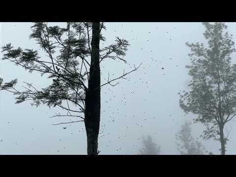 Nature's Tiny Dancers: Swarm of Insects Creates Mesmerizing Aerial Ballet #shorts