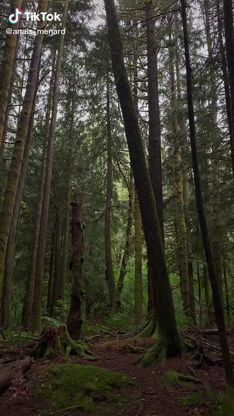 finally using a proper twilight audio | twilight audios