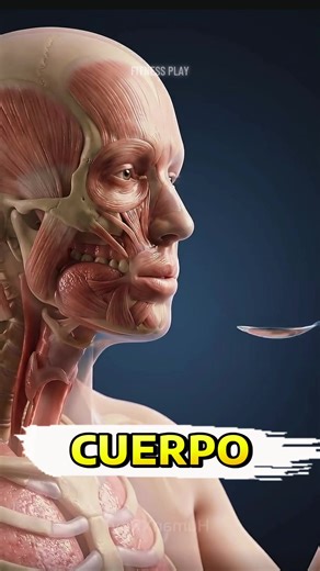 ¿Qué realmente sucede dentro de tu cuerpo cuando comes arroz blanco? 🍚 En esta animación ultra realista, mostramos el proceso completo de digestión: desde el momento en que el arroz entra en tu estómago hasta cómo se convierte en glucosa, el combustible que alimenta tus músculos. Después de la digestión, los carbohidratos del arroz blanco se convierten en glucosa, que entra en el torrente sanguíneo y ayuda a reponer los niveles de glucógeno en los músculos. Por eso muchos atletas y fisicocultur