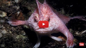 The Walking Fish | About Islam