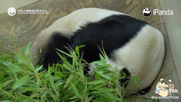 Tiniest Panda High-Five Ever: Adorable Moments