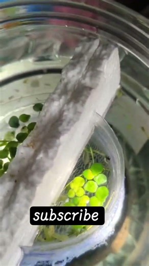 ""Guppy breeding set up *
