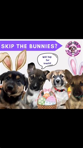 1.9K views | Alaska Dog and Puppy Rescue on Reels | Facebook