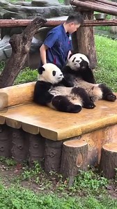 18 reactions | _I really want to get a giant panda panda pandas pandababy pandasakha panda baby giant panda eating bamboo giant panda funny daily _ipanda | Panda Panda | Facebook