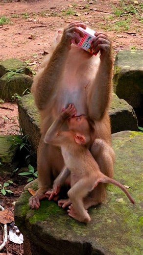 Luna is drinking milk box. | John & Parsons