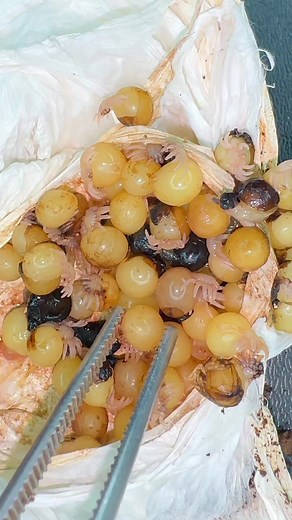 3 seconds huh!? 🤔💀 #tarantulasoftiktok #eggsac #tarantula #netgeowildlife #petsoftiktok #animalsoftiktok #rizzgod