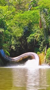 119K views · 1.1K reactions | Indian shows giant snake in its hunting environment #snake | Wild Lion | Facebook