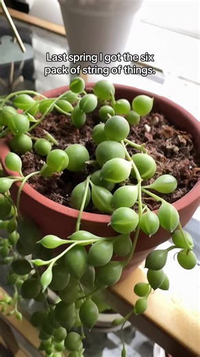 My First Happy String of Pearls Plant
