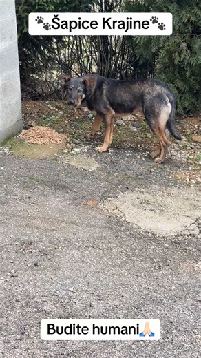 @sapice_krajine on Instagram: "I oni imaju dušu.. Ovo im je možda jedini obrok danas 🐕🥣 Potrebne su nam donacije hrane za pse – svaka vreća, svaki zalogaj znači život. Ako ne možeš donirati, podijeli 🤍🐾 Hvala svima koji pomažu.🙏🏻 Žiro račun udruženja “Šapice Krajine” Veterana rata b.b. 77220 Cazin : Za uplate iz BiH: 🔴 1862220311158453 Ziraat Banka Za uplate iz inostranstva: 🔴 IBAN: BA391862221200460661 Ziraat Banka 🔴Swift: TZBBBA22 🔴PayPal: Info@shieldofdogs.at 🔴GoFundMe: https://gof