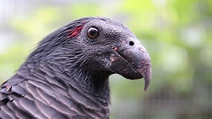 On the occasion of the International Endangered Species Day, we want to share with you a special moment: the birth of a Pesquet parrot, a psittacine that represents one of our main objectives as a modern zoo: conservation of the endangered species. This time, the chick has been hand-reared as its parents were unable to raise it – this way we were able to ensure the young bird´s survival. Enjoy the video and help us make a better world for the animals, we can do it together! | Loro Parque