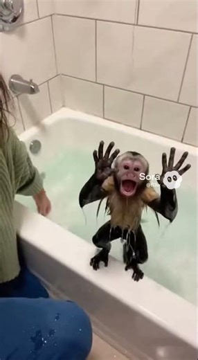 This Capuchin Is Owning TikTok and Youtube 🐒📈