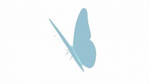 butterfly animation loop