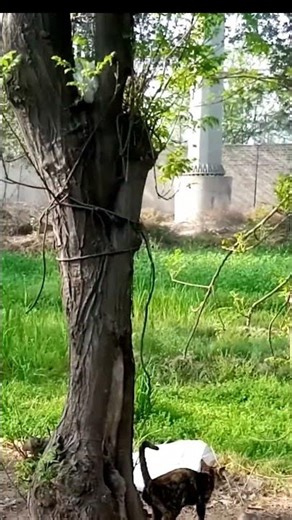 🔥 THIS BEHAVIOR HAS A POWERFUL PURPOSE