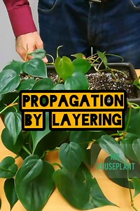 The best, 100% foolproof way to propagate heartleaf philodendron and pothos - called layering. Zero risk of loosing your cuttings ☺️⠀ ⠀ Layering is a propagation method where you propagate a plant while it's still attached to the parent plant:⠀ ➡️If you have a long vining pothos or philodendron, lay one of the long stems on the soil, and cover a node with soil⠀ ➡️Water your plant the same way you normally would, once the top inch of soil gets dry⠀ ➡️In a few weeks, the node will grow roots⠀ ➡️Yo