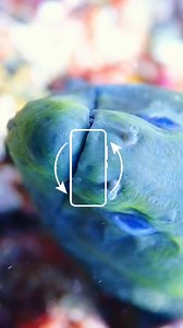 2K views · 39 reactions | Meet the Giant Moray (Gymnothorax...