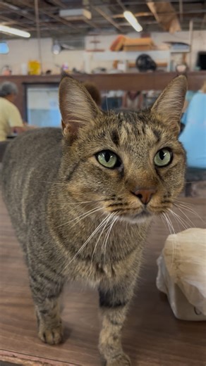 Rule #️⃣1 when you start a pottery class at @earthbornpottery. Bring treats for Bob. . . . . #potterystudiocat #studiocat #potterycat #cattreats #shopcat #workshopcat #bobthecat #earthbornpottery #birminghamal #alabamapottery #whattodoinbirmingham #alabamaart | Earthborn Studios, Inc.