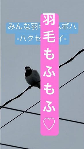 やっぱり #ハクセキレイ 可愛いわ。