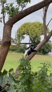 1K views · 21 reactions | In the dance of treetop serenity, a Colubus monkey mother's embrace rescues a precious soul. Nature's ballet unfolds at Fairmont Mount Kenya Safari Club, where every leaf tells a tale of tender grace. Happy #mothersday #Fairmontmoments #stayiconic #laikipia #explorekenya | Fairmont Mount Kenya Safari Club | Facebook