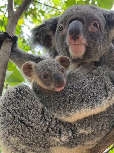 Koala Cuteness Overload: Adorable Moments Captured