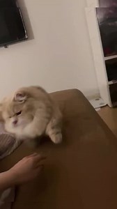 19K views · 492 reactions | PigCat  | AfterWrite TV | Facebook