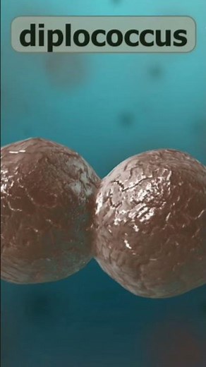 Bacteria | Cocci | Diplococci #animation #dont_forget_to_like_and_subscribe #bacteria
