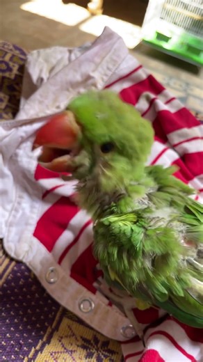 20 days old perrot #foryou #perrot