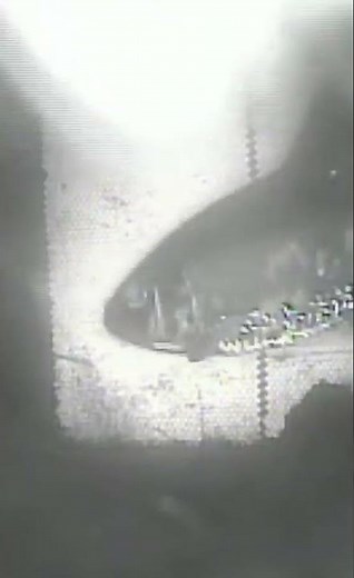 Many alewife runs occur after dark, which helps the fish avoid predators.