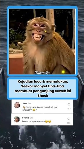 Pengen review dalam roknya🤭🤭 #kucing #monkey #kucinglucu #shorts