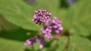 Syringa Persica Persian Lilac Hybrid Thought Stock Footage Video (100% Royalty-free) 1038202361 | Shutterstock