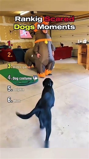 Ranking Scared Dogs Moments