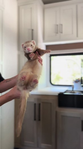 Ferret Playing in Water: Cute Throwback from Last Summer