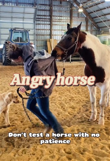 Horse loses patience instantly#horse #farm #animals | horses of tiktok