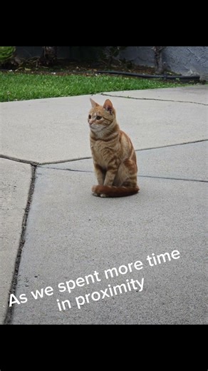 Lil Tigger was initially jumpy, darting away. As we spent more time I could see his trust growing