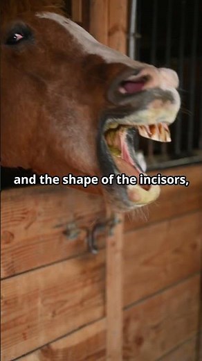 How to Tell a Horse's Age by Its Teeth! 🐴 #nowyouknow365