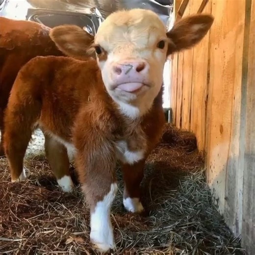 Insane Transformation! From Cute Calf to Giant Cow 💥🐄
