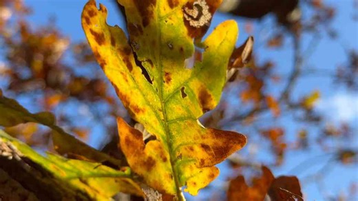 How the Sycamore Gap tree was destroyed - and what’s next