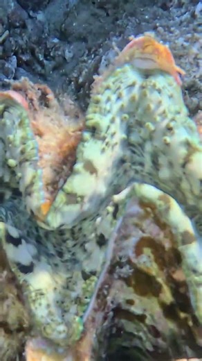 Watch This Clam Shell Flinch in Its Hiding Spot 👀🐚🪸