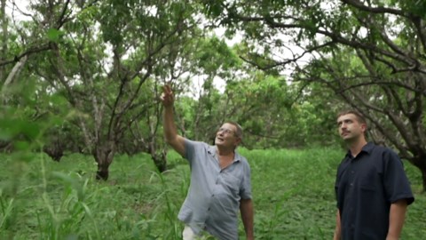 Breakthrough in mango disease research offers hope for Northern Territory growers