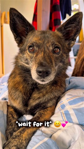 Sounds that make dogs tilt their head 😆🐶🔊💕#dogshorts #cute #funnydogs #pets #doghowling #brindle