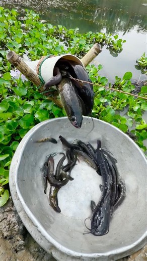 Village Fishing technique by plastic pipe #fishtrap #bigfish #shorts