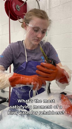 Watching the soap wash away and the feathers spring back…satisfying work, rewarding results ✨ This Western Grebe, contaminated with oil from natural seep, received a thorough wash under sedation. Now it’s one step closer to release. 📹 Ariana Gastelum #wildliferehab #satisfying #seabirds #birdtok #birdsoftiktok