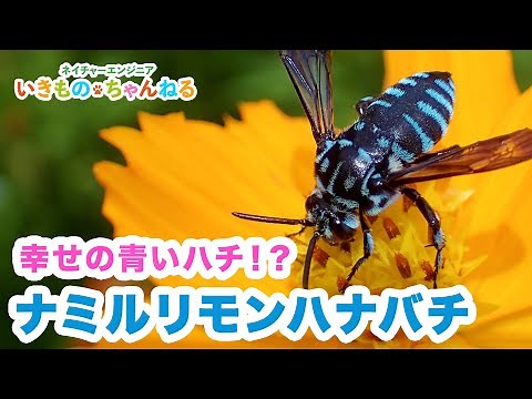 幸せの青いハチ！？「ブルービー」と呼ばれるナミルリモンハナバチ