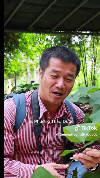 Củ Dòm: Loài cây quý hiếm trong Sách Đỏ Việt Nam