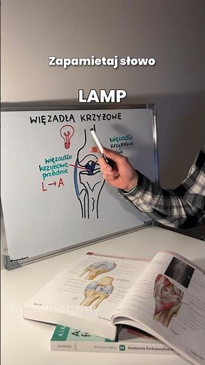 Jak zapamiętać więzadła krzyżowe w kolanie. #acl #medstudent #anatomia #kolano #fizjoterapia