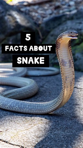 5 Facts About Snake 🐍