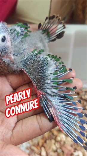 These baby birds are TOO CUTE #birds #parrot #pets#small connure#pearlyconnure