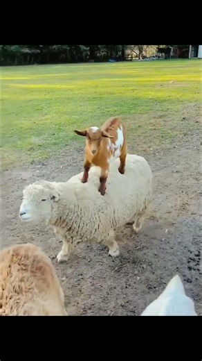 goat #funnygoat #animals #funnyanimals #goatvideo #viralvideo #animalcomedy